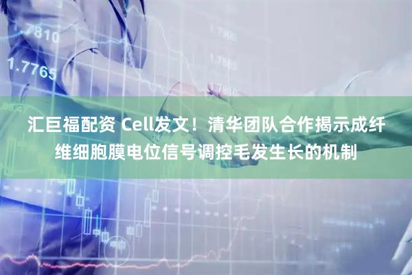 汇巨福配资 Cell发文！清华团队合作揭示成纤维细胞膜电位信号调控毛发生长的机制